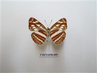 藏品(斷線環蛺蝶)的圖片